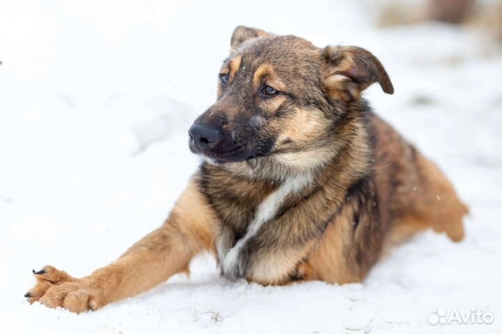 Собачка в дар