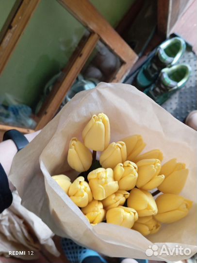 Луковицы тюльпанов