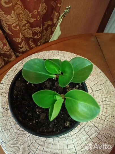 Цветок Пеперомия