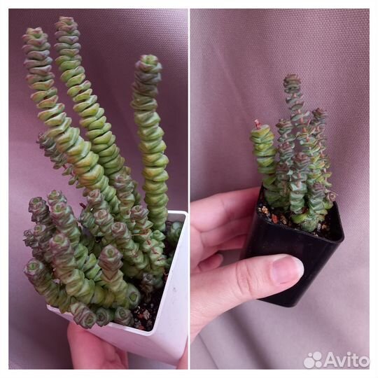 Суккуленты 2