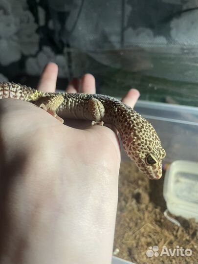 Эублефар с террариумом