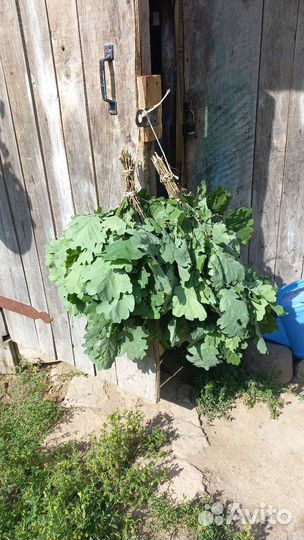 Дубовые веники для бани