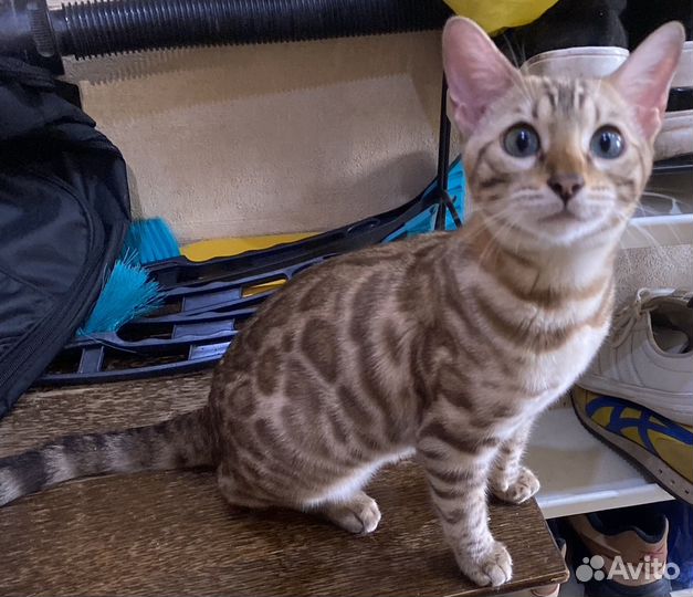 Снежный Бенгальский котенок