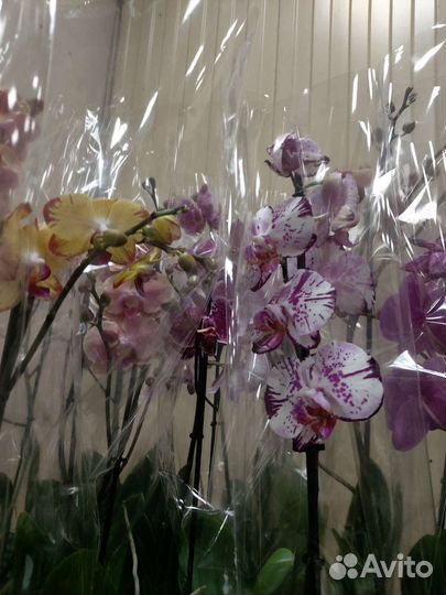 Дендробиум