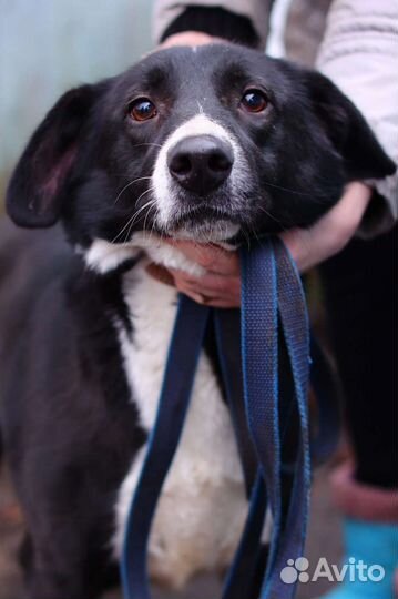 Собака в добрые руки отдам бесплатно
