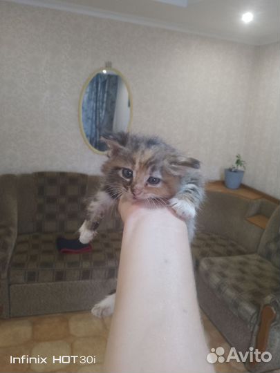 Отдам кота в добрые руки