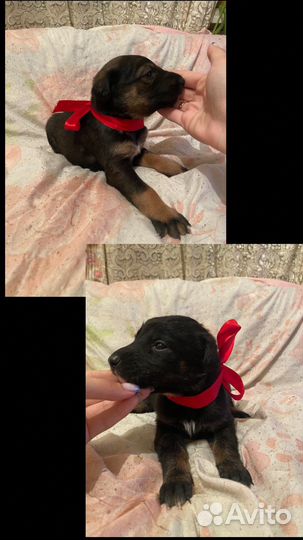 Щенки добермана