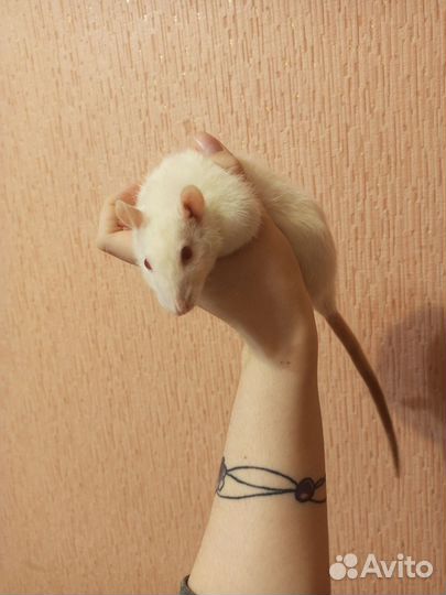 Крысы с клеткой