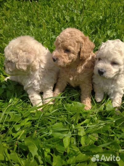 Щенки карликового пуделя