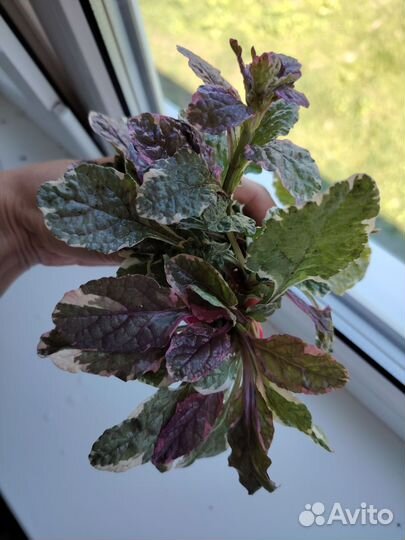 Садовые растения и цветы