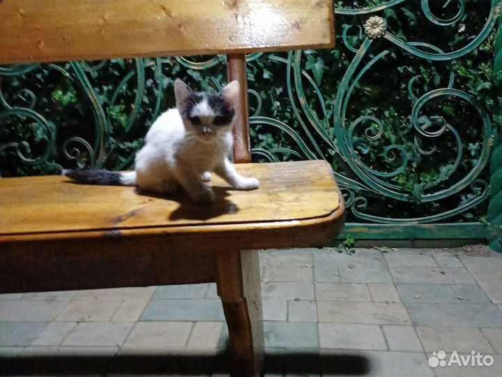 Котята в добрые руки даром