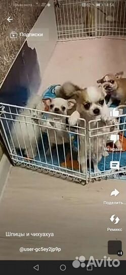 Чихуахуа, тойтерьеры, карликовые пинчеры Доставка