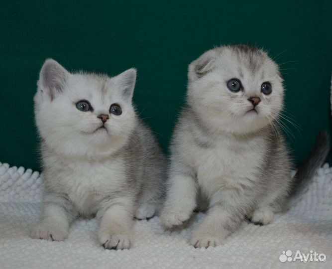 Шикарный вислоухий котик