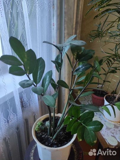 Замиокулькас