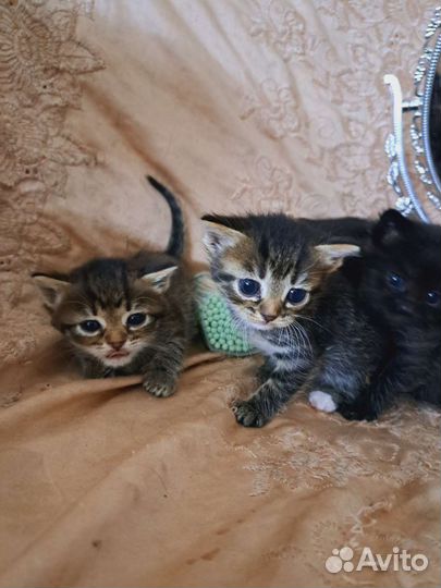 Кошка в дар бесплатно