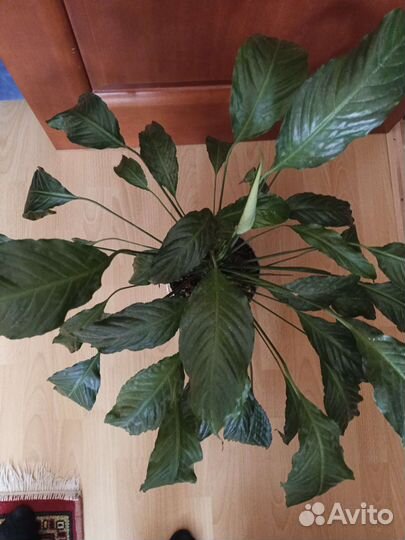 Спатифиллум