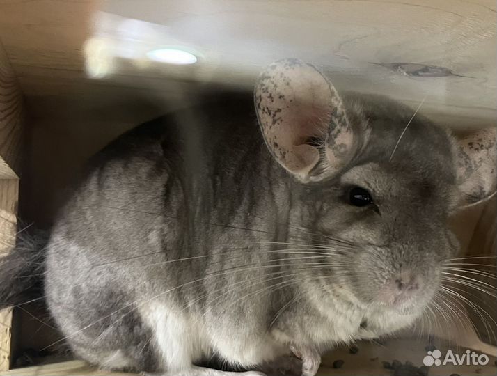 Шиншилла с клеткой