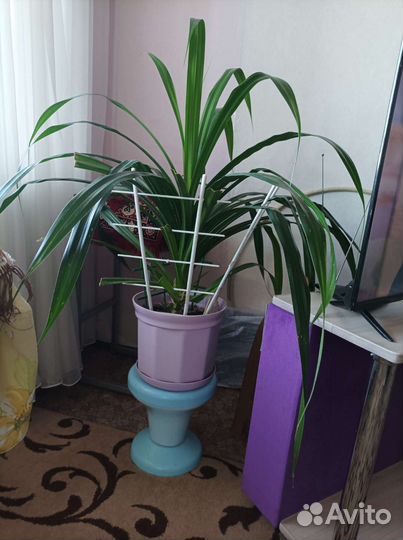 Пандаус отростки