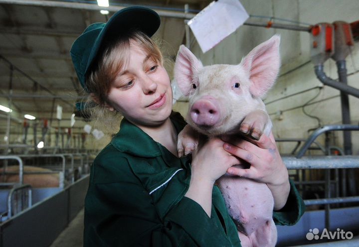 Помощник на свинокомплекс (Вахта)