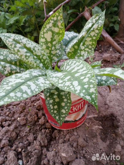 Медуница пёстролистная