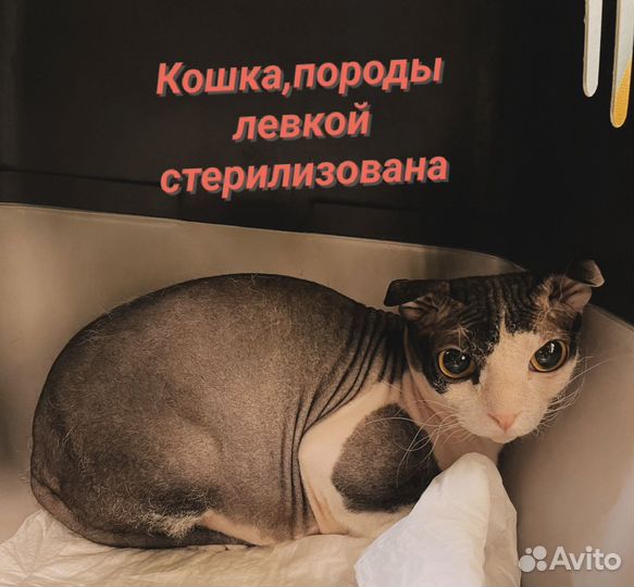 Кошка Левкой