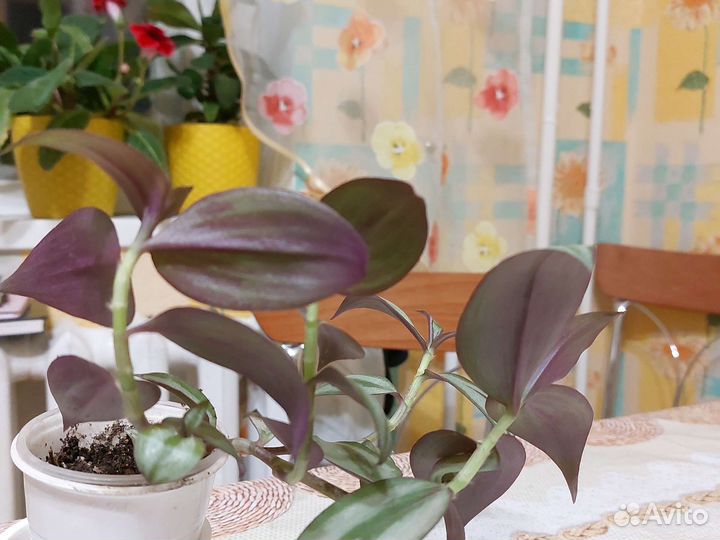 Традесканция