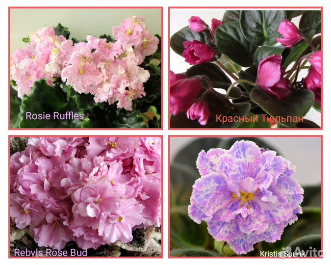 Сортовые фиалки листик