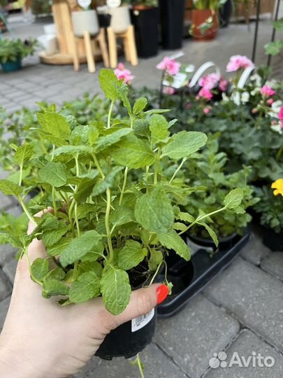 Орегано. Мята спиккато мороккан