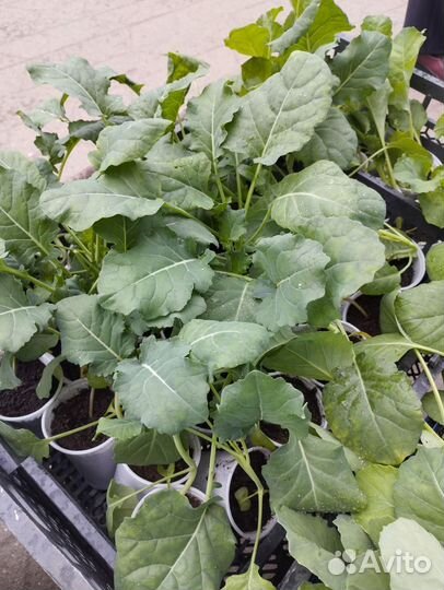 Рассада капусты брокколи,цветная, ранняя