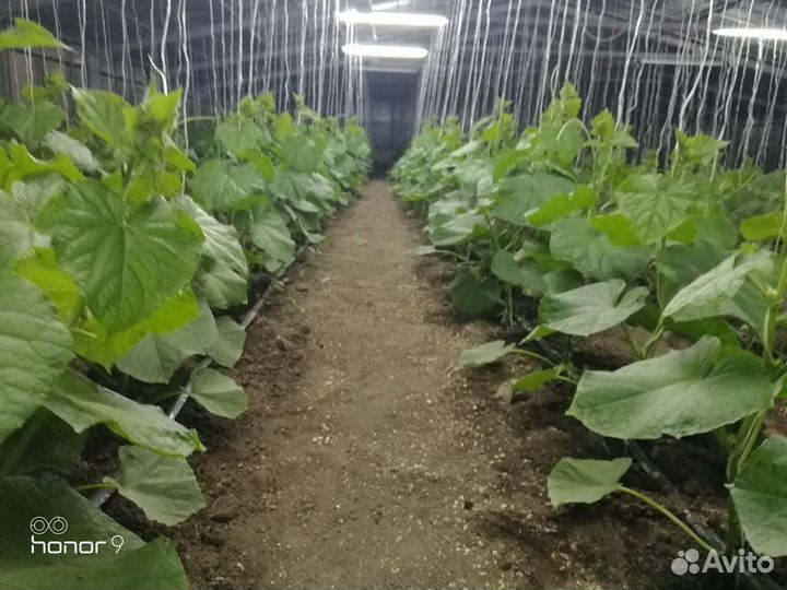 Дом +теплицы