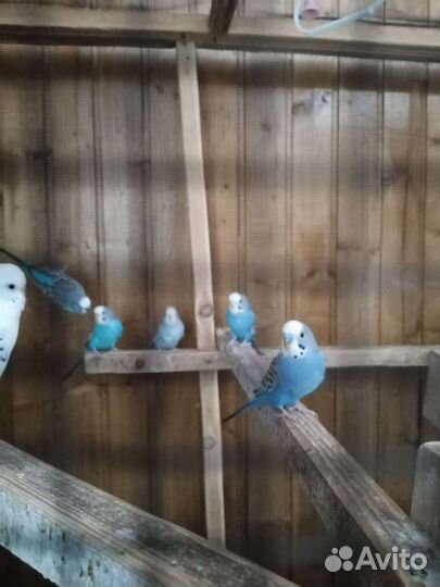 Волнистый попугай