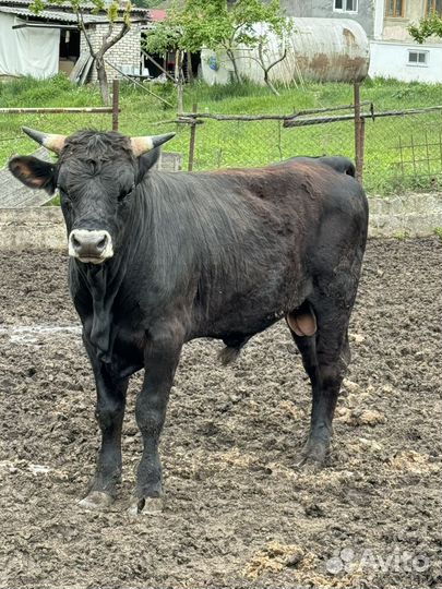 Бычки на мясо на племя на откорм
