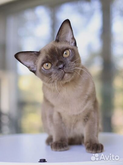 Котенок бурма