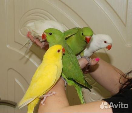 Ручные попугаи выкормыши