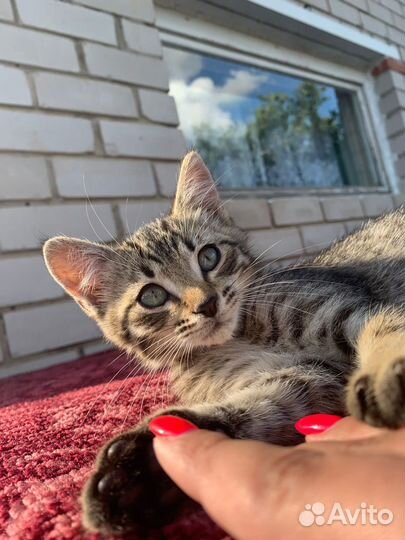 Котята