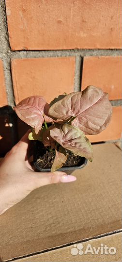 Сингониум Неон