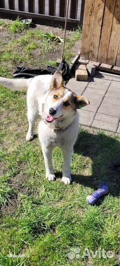 Собака из приюта Джесси. Стерильна