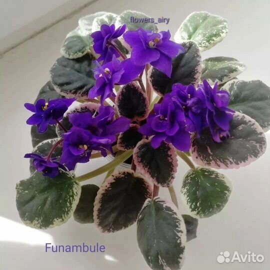 Фиалки. Черенок с деткой