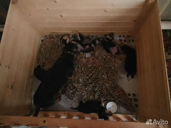 Щенки таксы