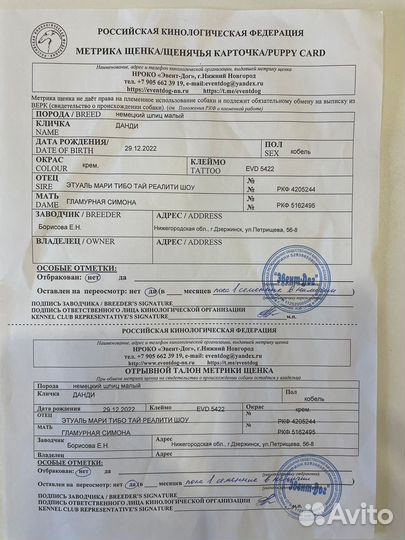 Малый немецкий шпиц