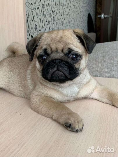 Щенок мопса девочка