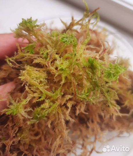 Мох сфагнум, Кокосовые чипсы. Конский навоз