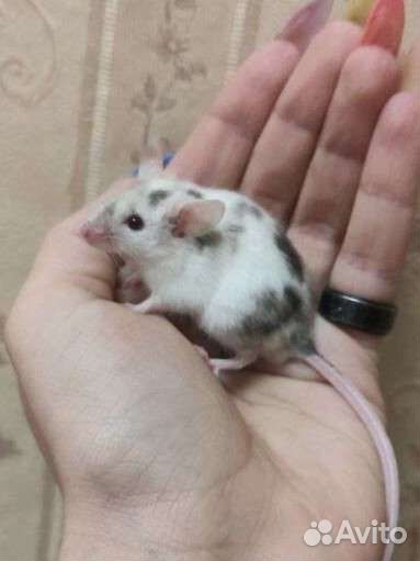 Декоративные мыши