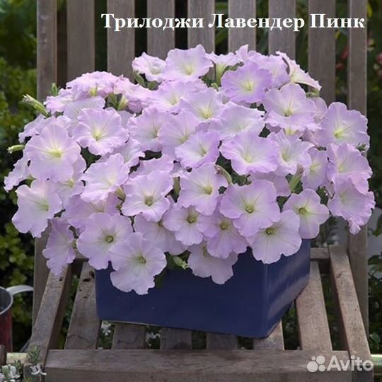 Петуния ампельная