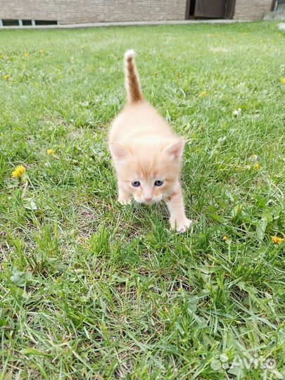 Рыжий котенок