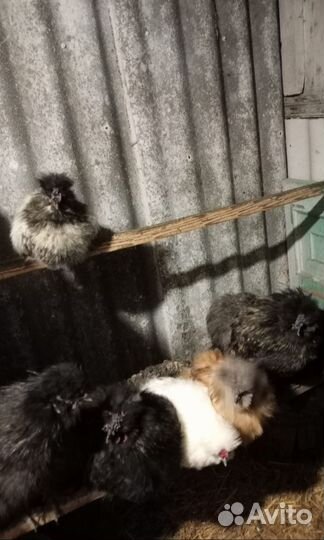 Китайские шелковые петушки