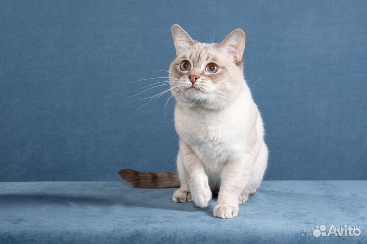 Кошки породистые