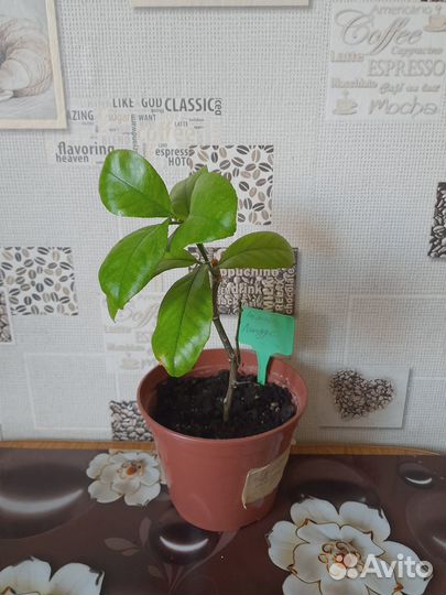 Лимон плодоносящий