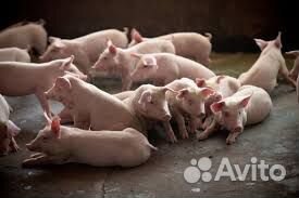 Поросята