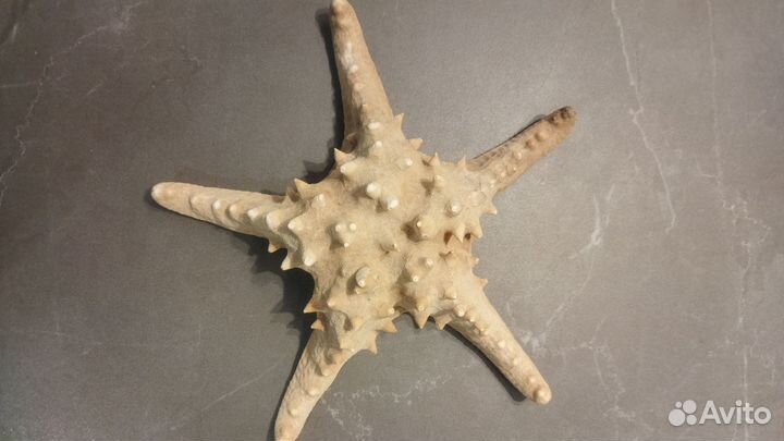Морская звезда 23 см
